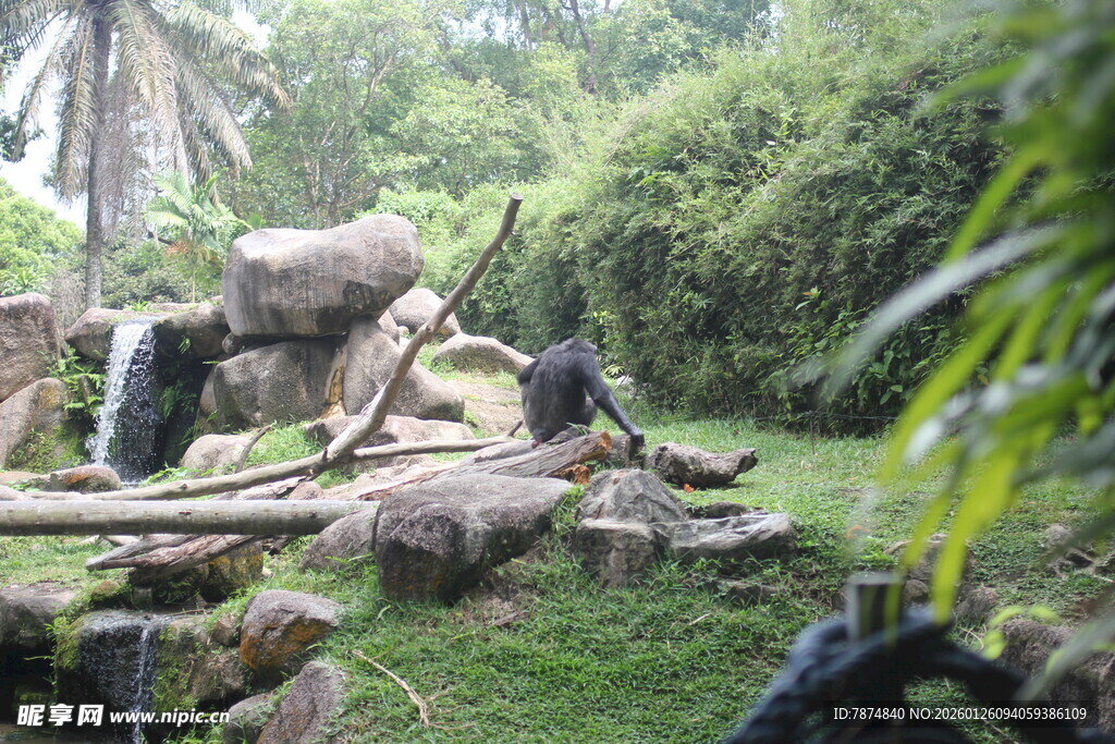 户外自然景观中的岩石绿植