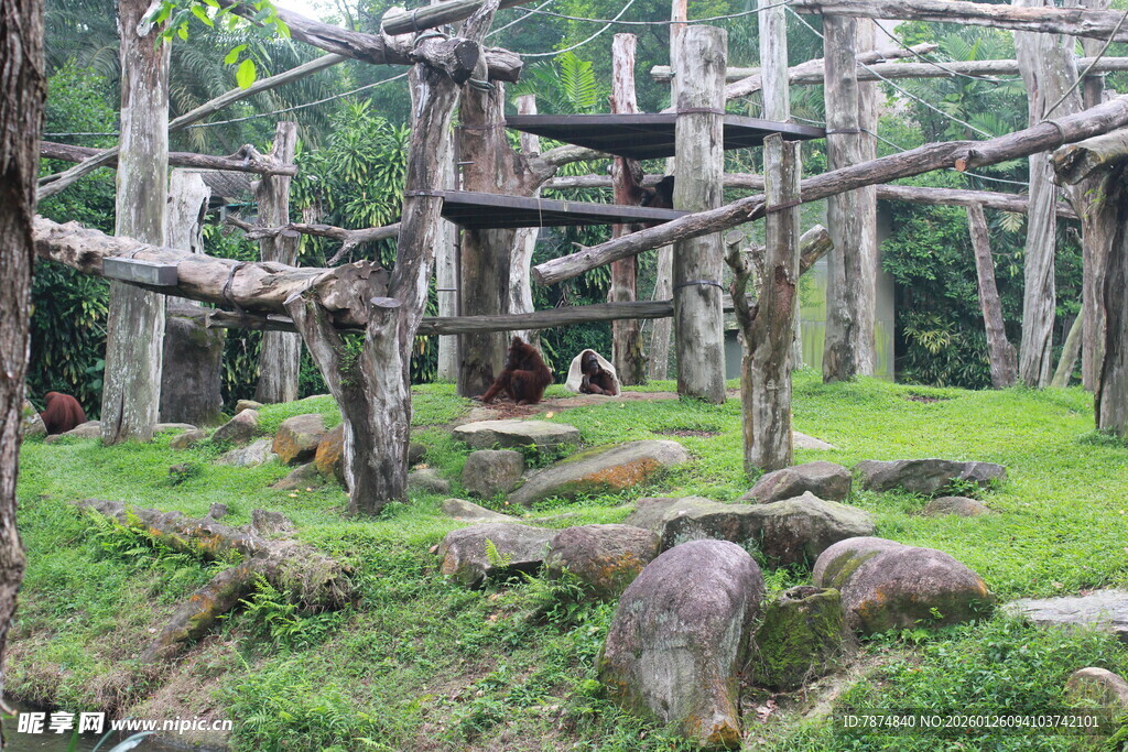 丛林中的木质游乐设施