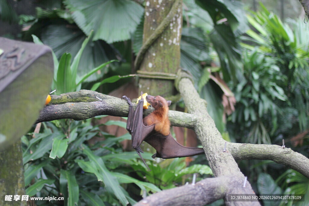 树上的猴子与繁茂绿植