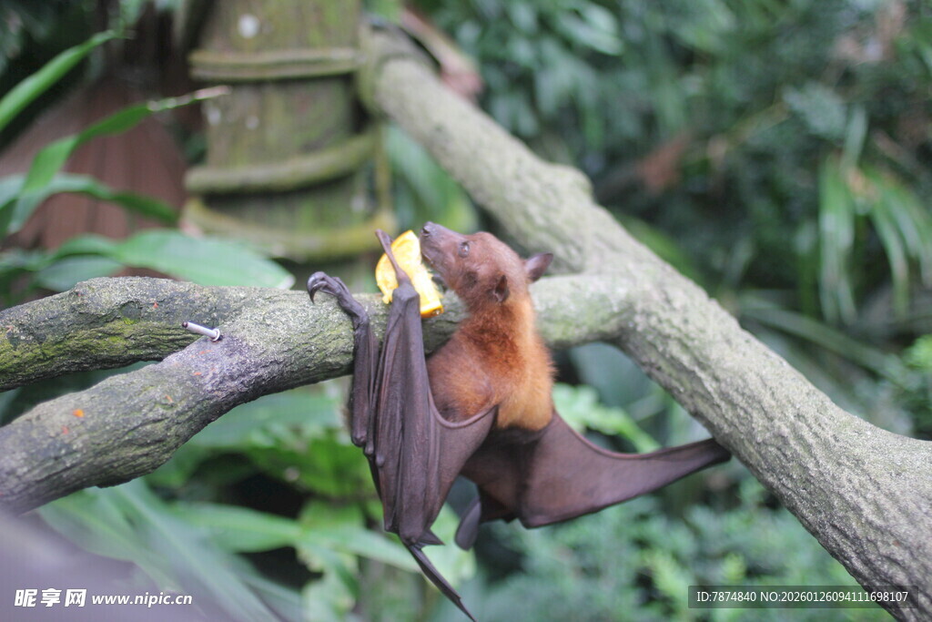 树上倒挂的狐蝠
