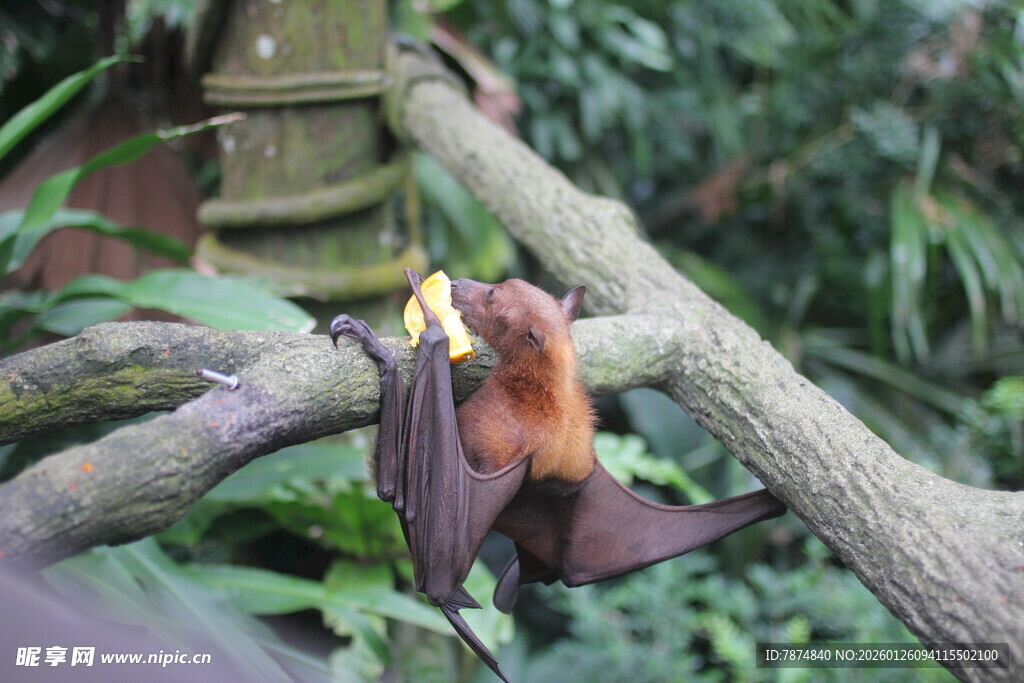挂在树枝上的长鼻猴