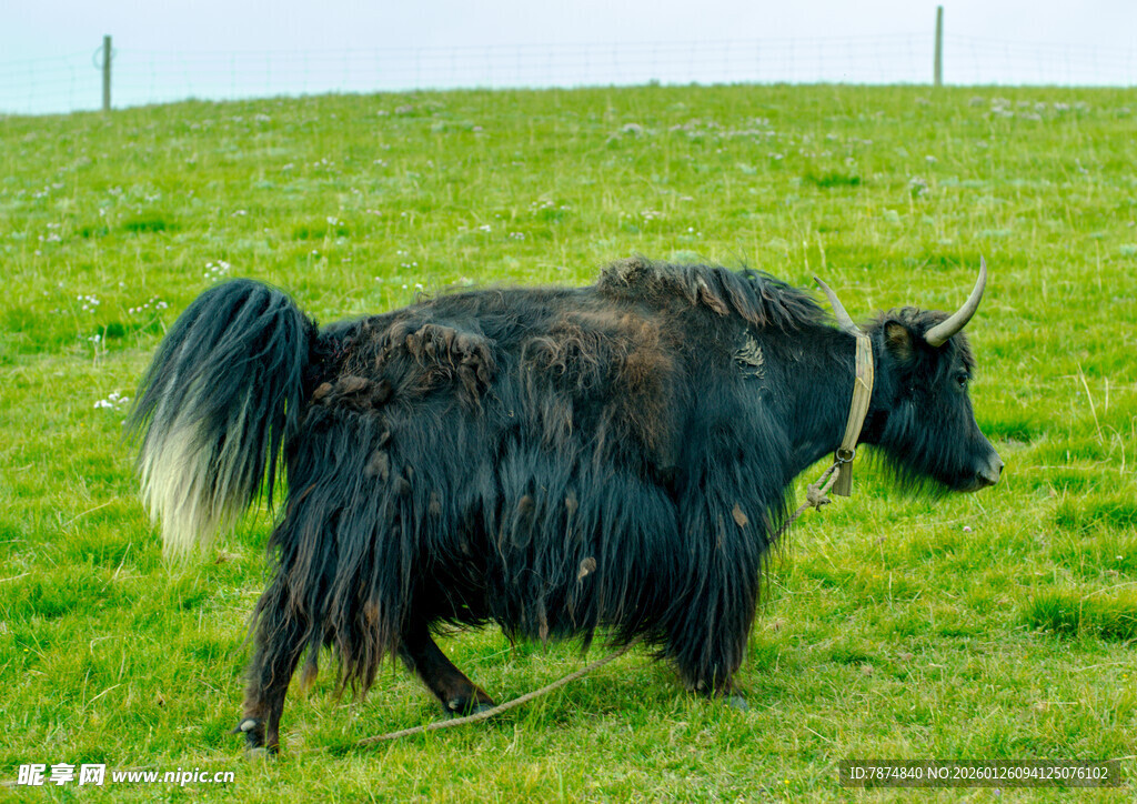 草原上的牦牛