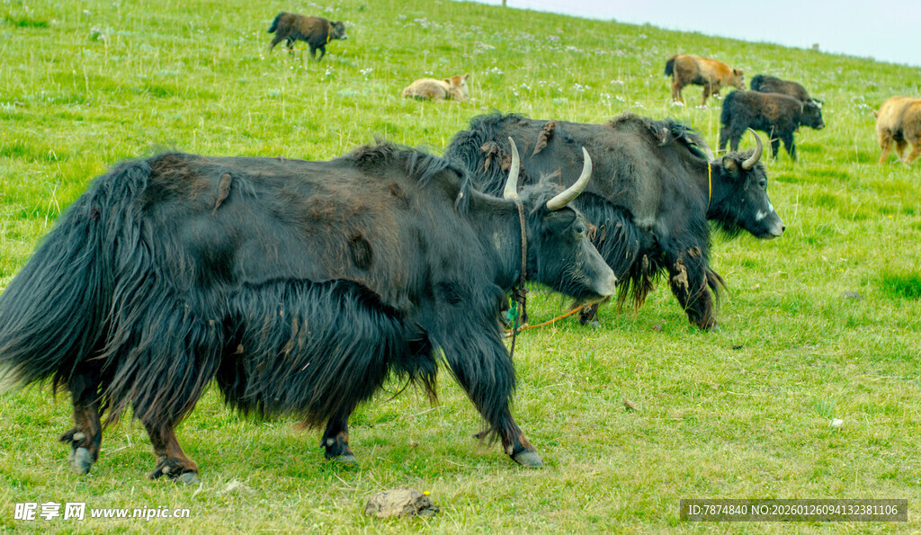 草原上的牦牛群