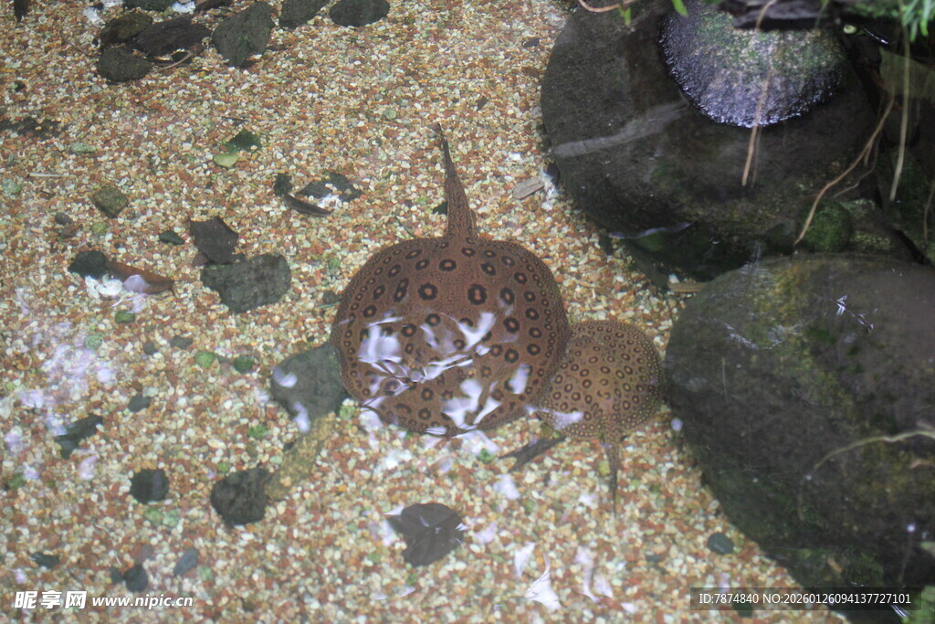 沙滩上的奇特海洋生物