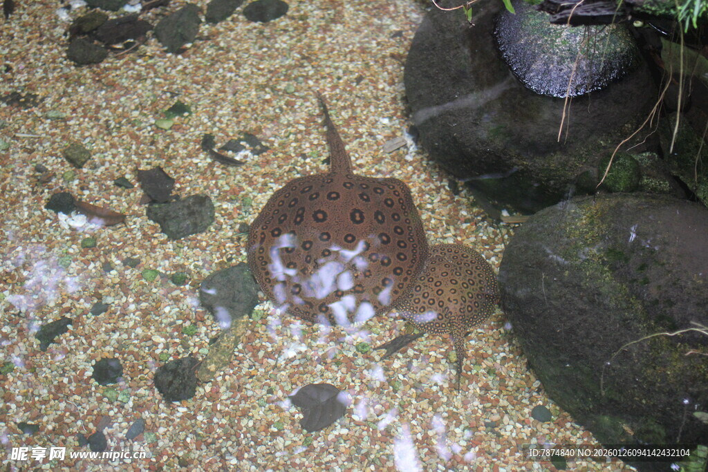 缸内独特花纹的奇异鱼类