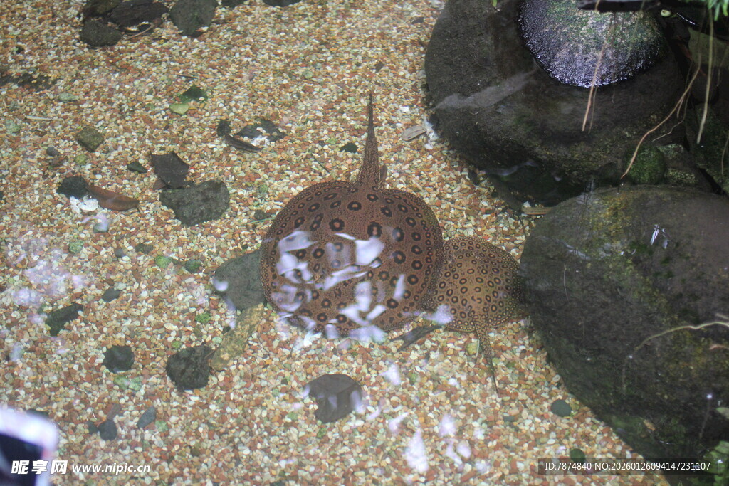 沙地上的神秘扁平海洋生物