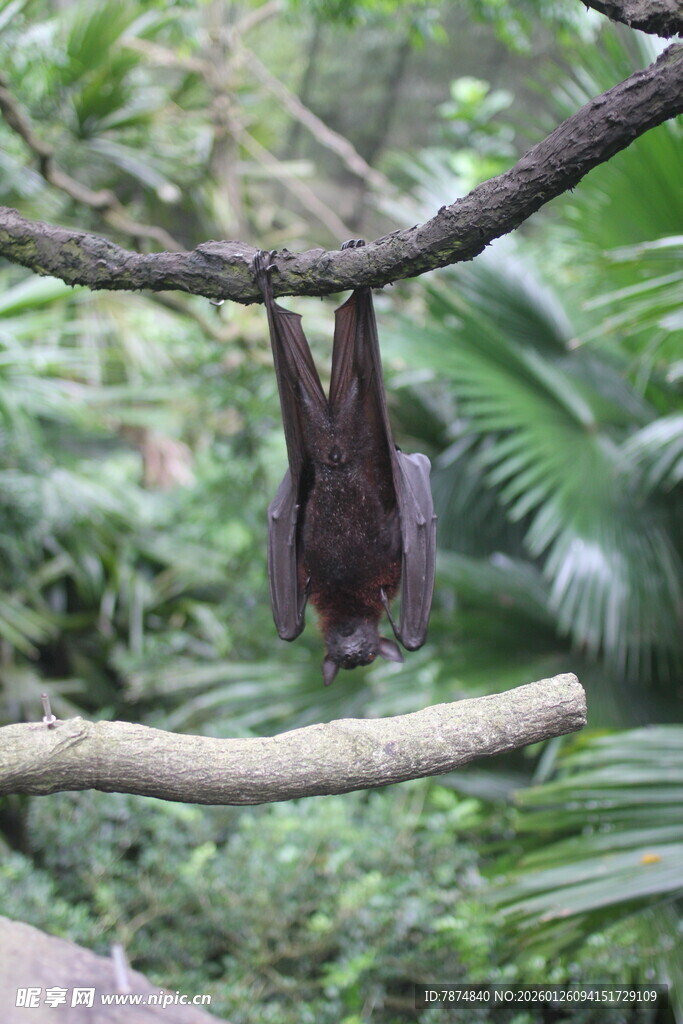 倒挂树枝的蝙蝠