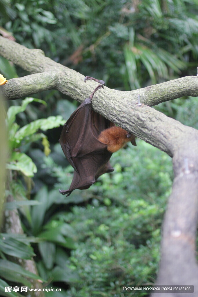 树枝上倒挂的棕色蝙蝠