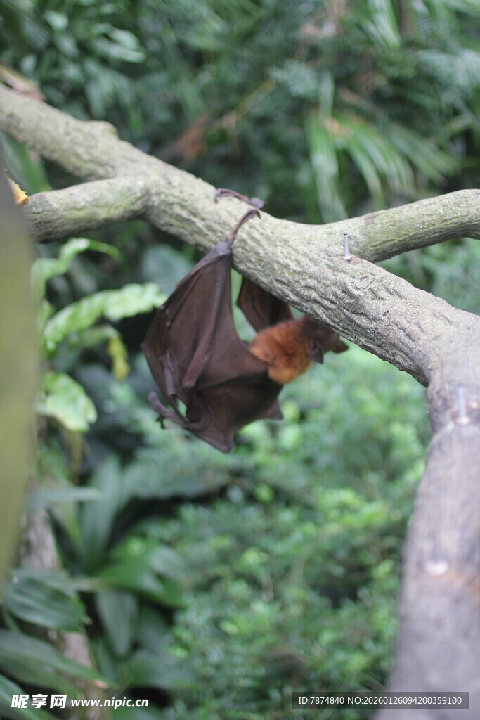 树枝上倒挂的蝙蝠