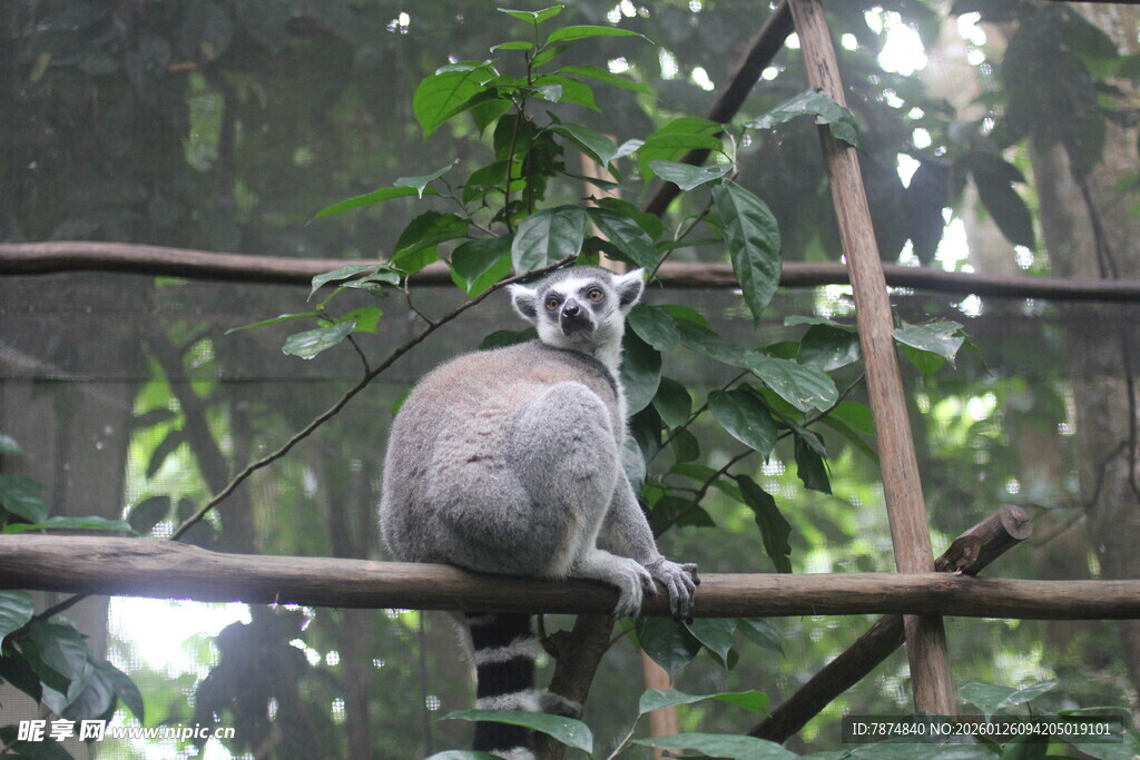 狐猴栖息于繁茂树枝间