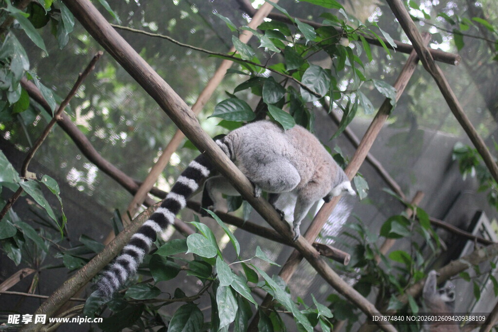 环尾狐猴攀于竹枝间