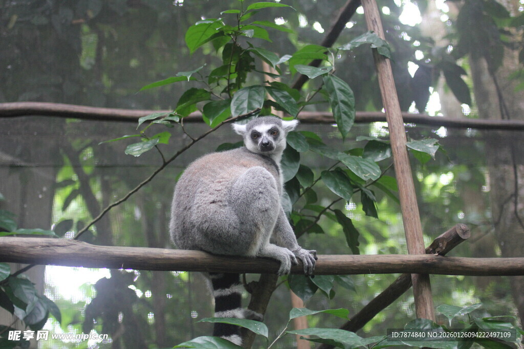 环尾狐猴栖息树枝间