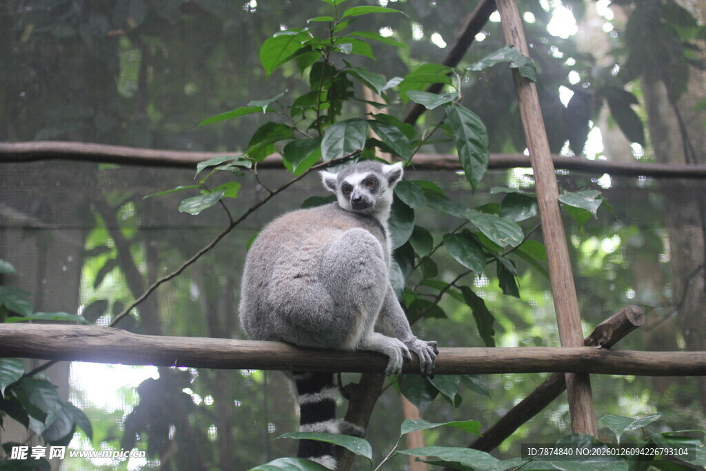 环尾狐猴栖息于树枝间