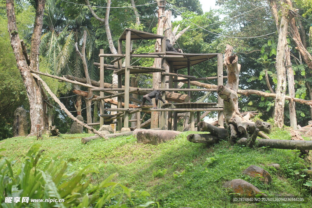 丛林中的木质树屋建筑