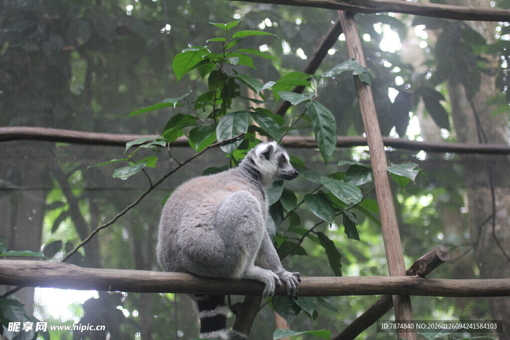 环尾狐猴坐于围栏树枝上