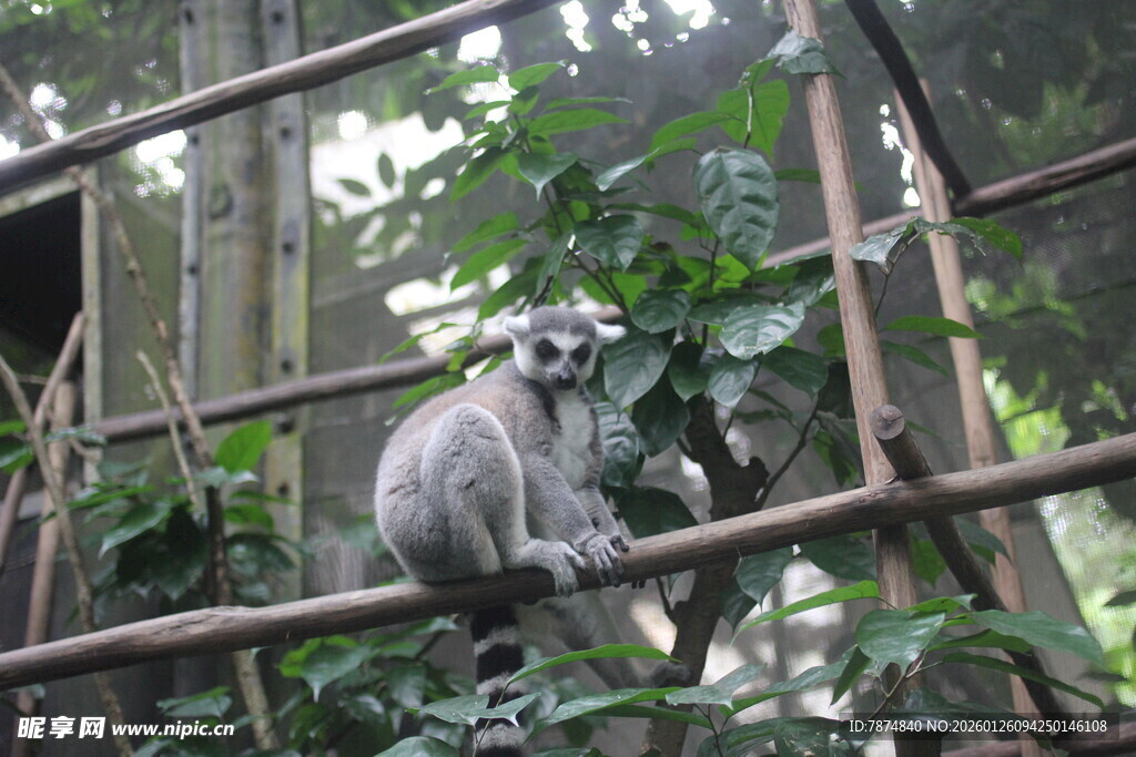 狐猴栖息于繁茂树枝间