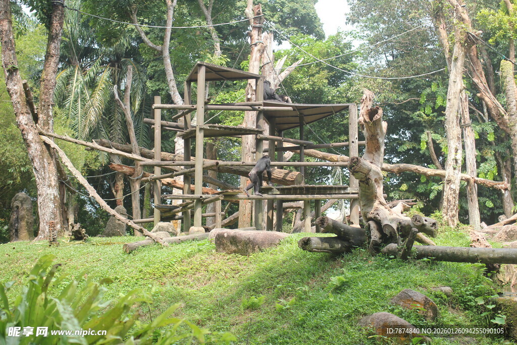 丛林中的木质树屋建筑