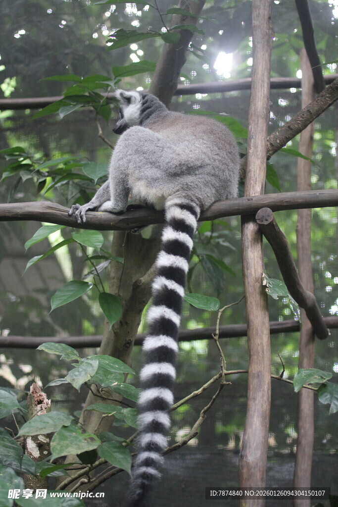 环尾狐猴栖息于树枝间