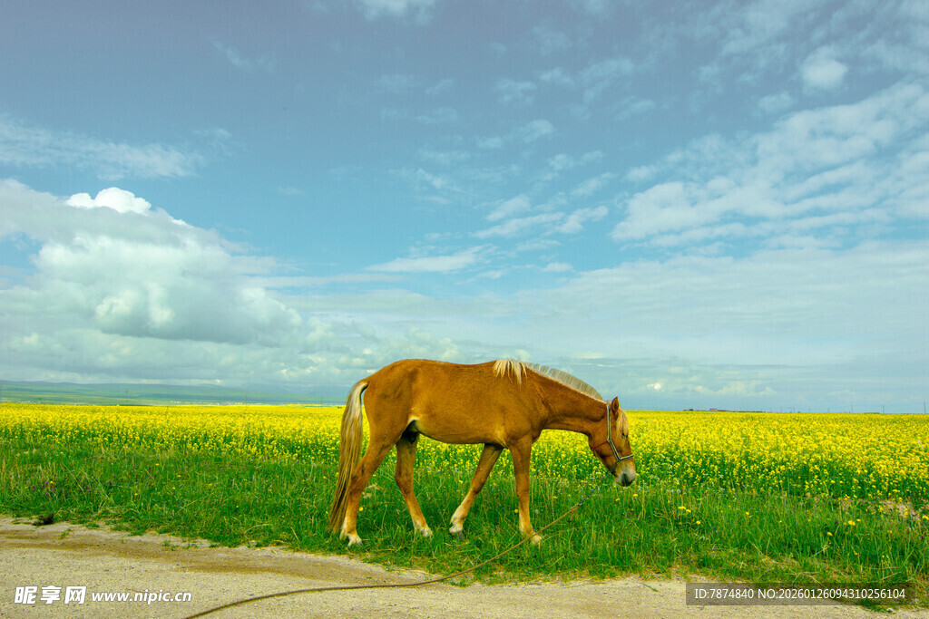 田野中低头吃草的棕色骏马