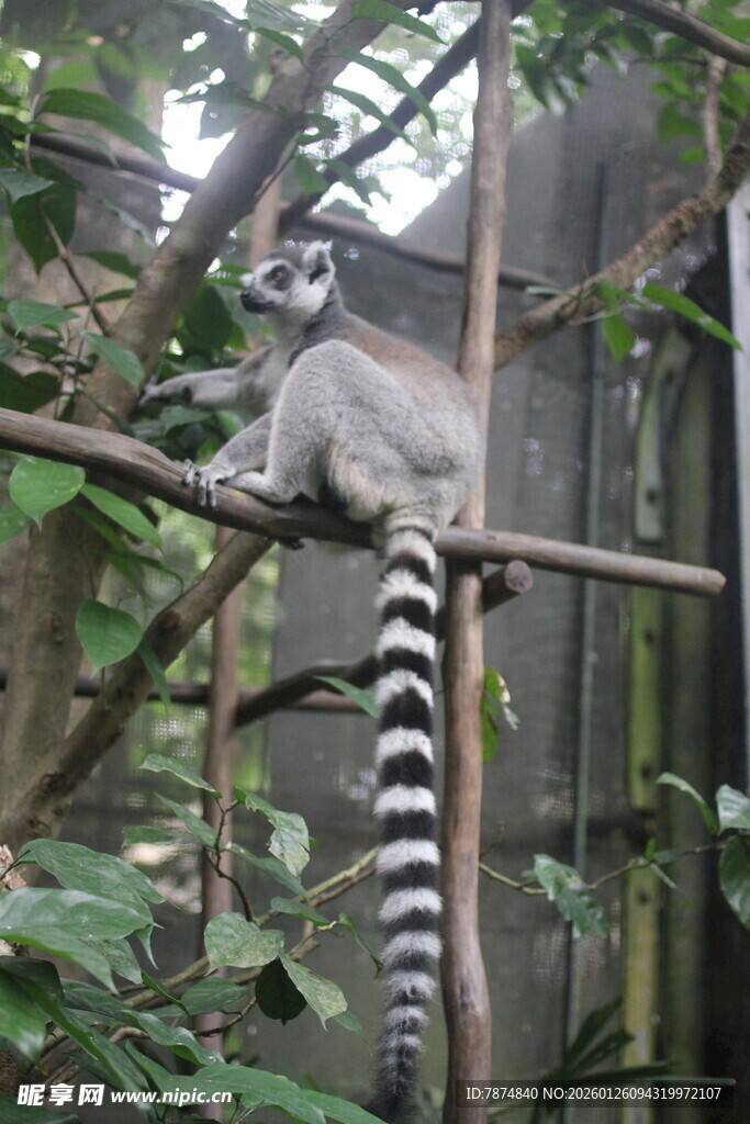 环尾狐猴栖息于树枝间