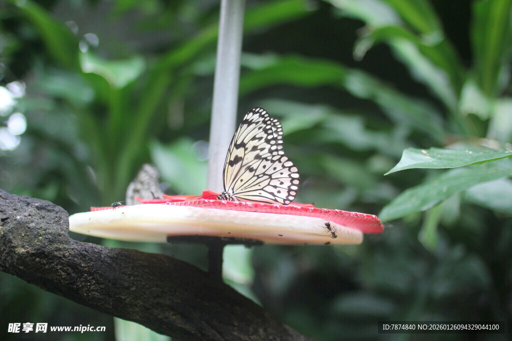 树枝上停歇的美丽蝴蝶