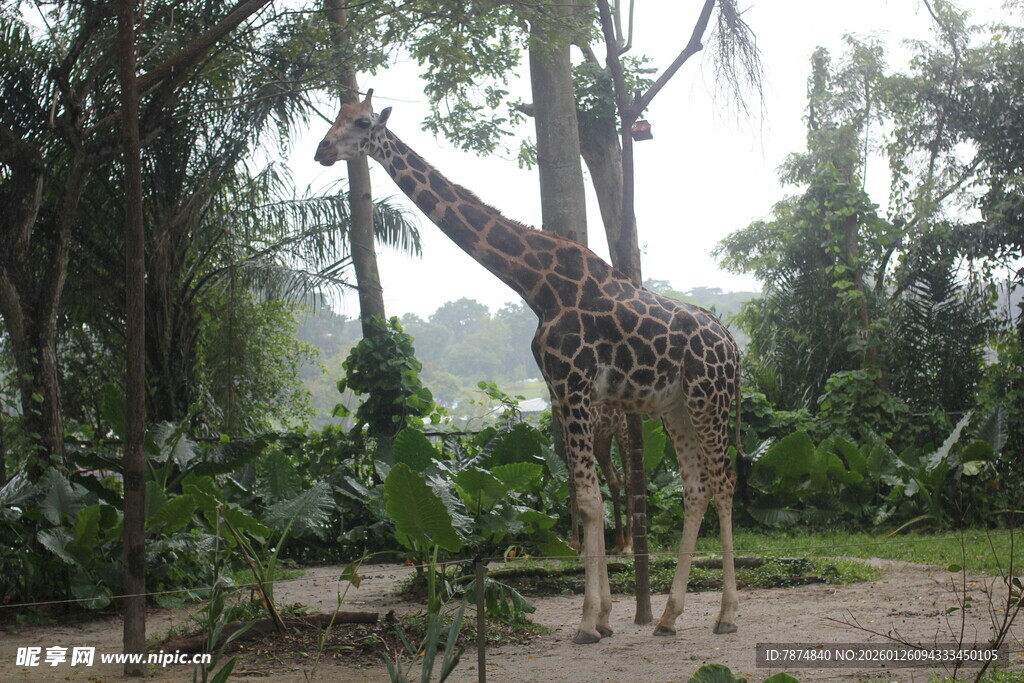 森林中的长颈鹿