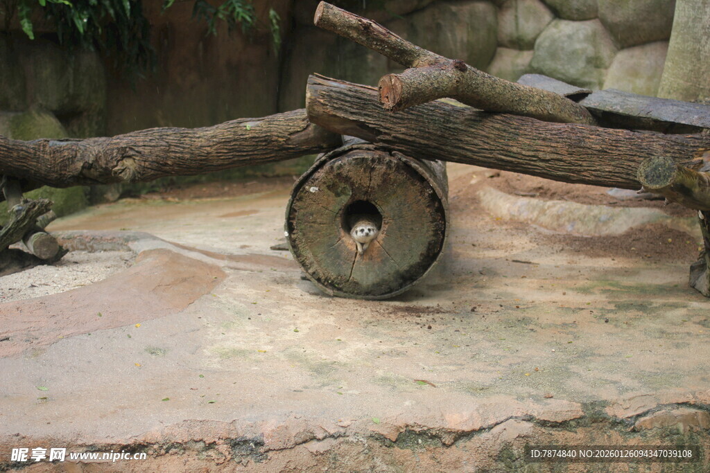 古老石轮与横卧树干
