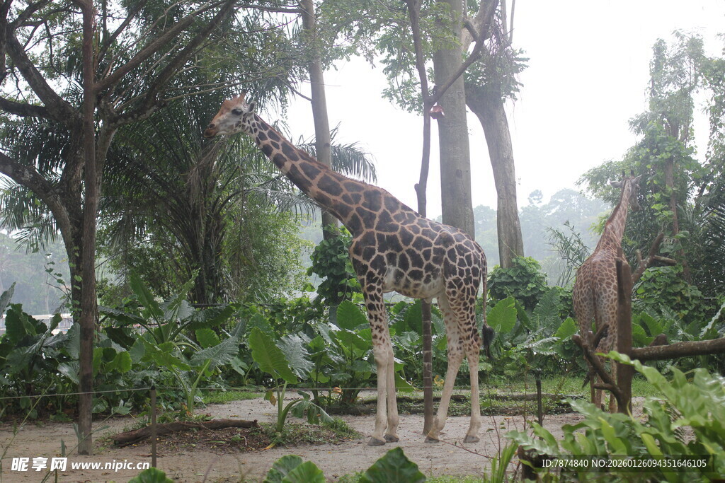 动物园中站立的高大长颈鹿