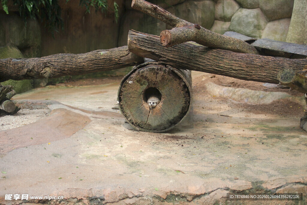 动物园中树干旁的奇特小动物