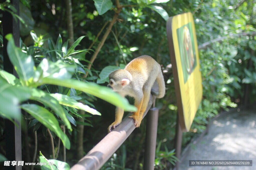 栏杆上的猴子