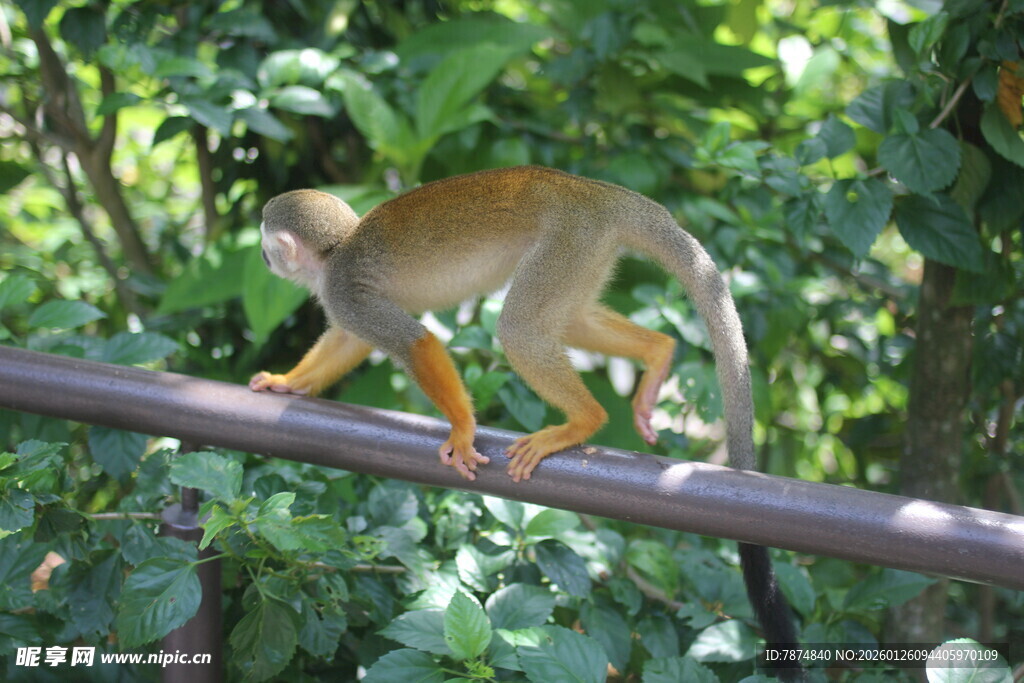 松鼠猴在杆上行走