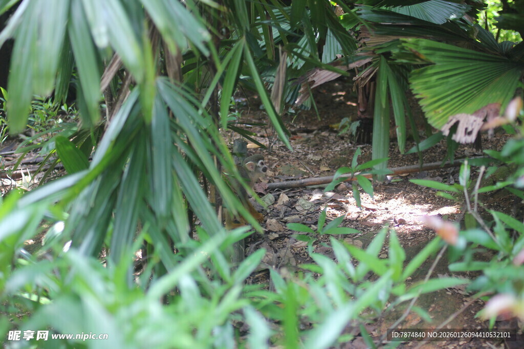 草丛中的神秘爬行动物