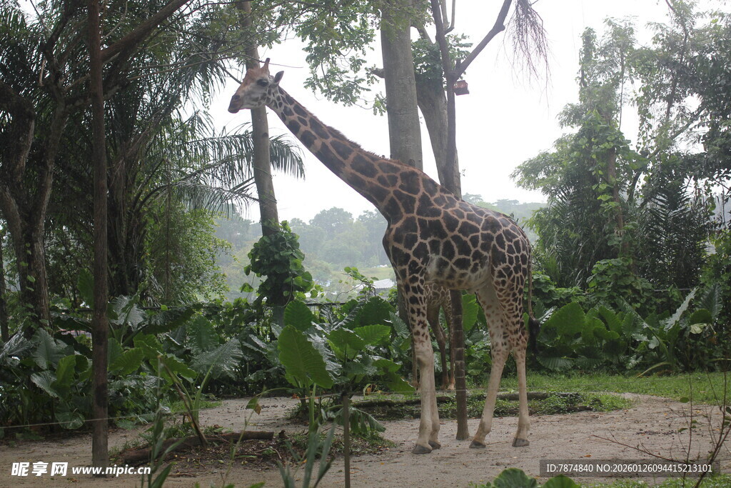 森林中的长颈鹿