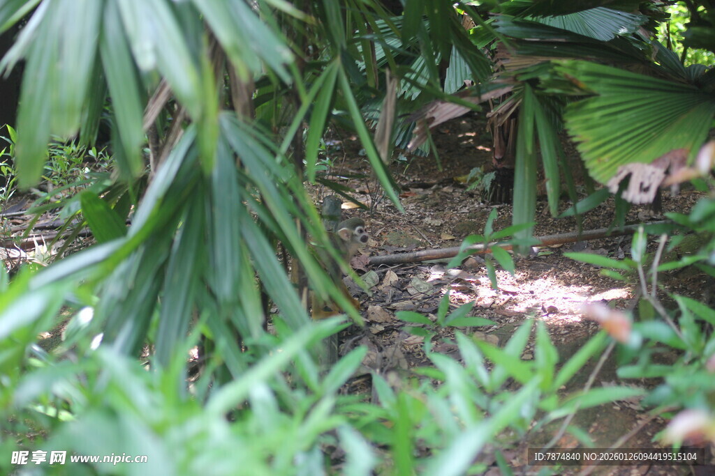 丛林中繁茂的绿植景象