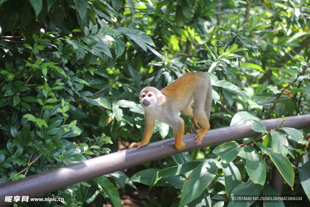 松鼠猴栖息于繁茂树枝上