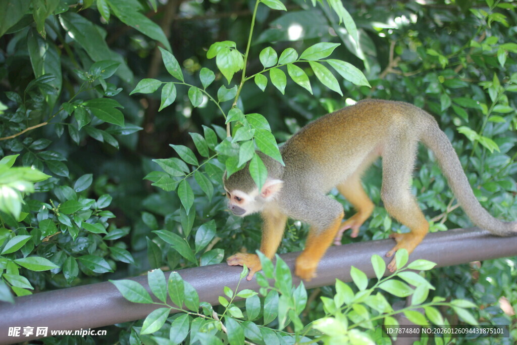 松鼠猴在绿植间的栏杆上