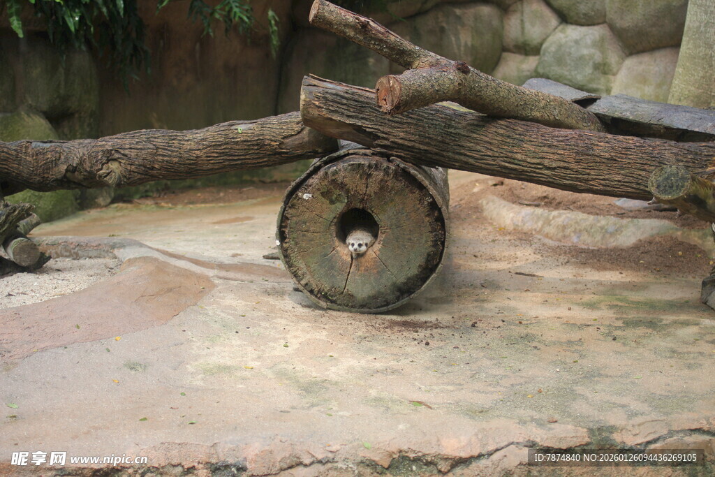 古老木轮与残枝的景象