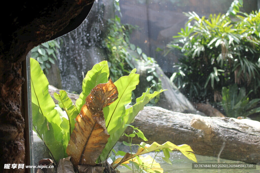 雨林中的翠绿植物景观