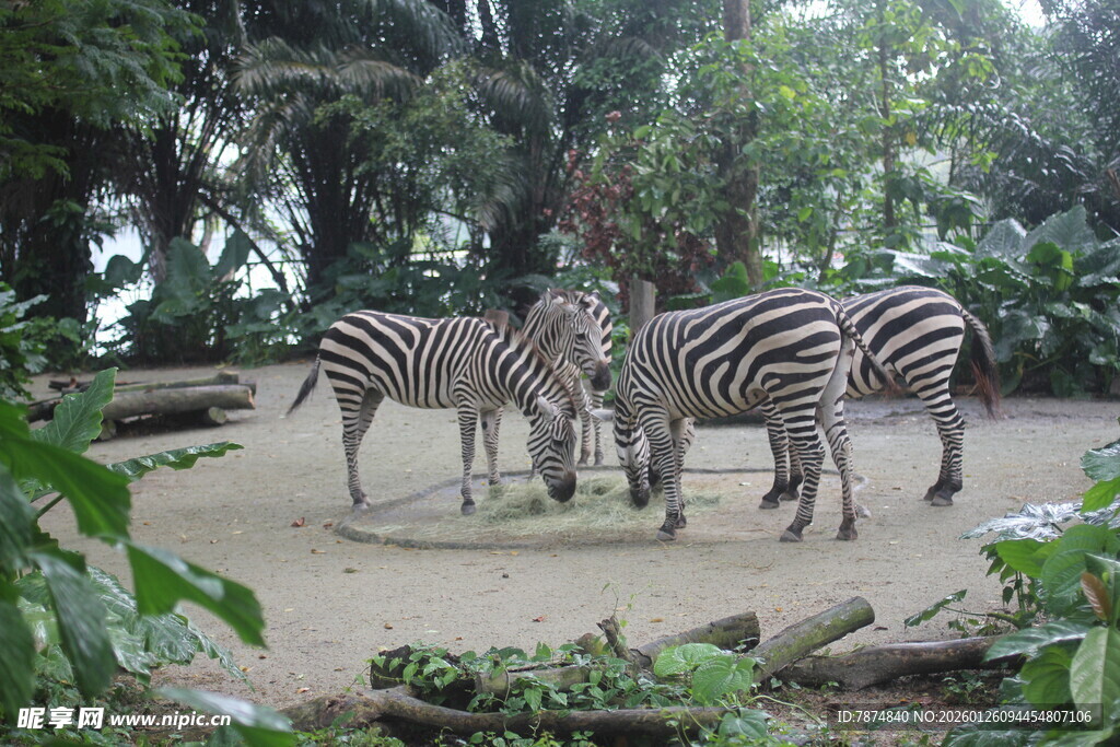 户外斑马群在自然环境中