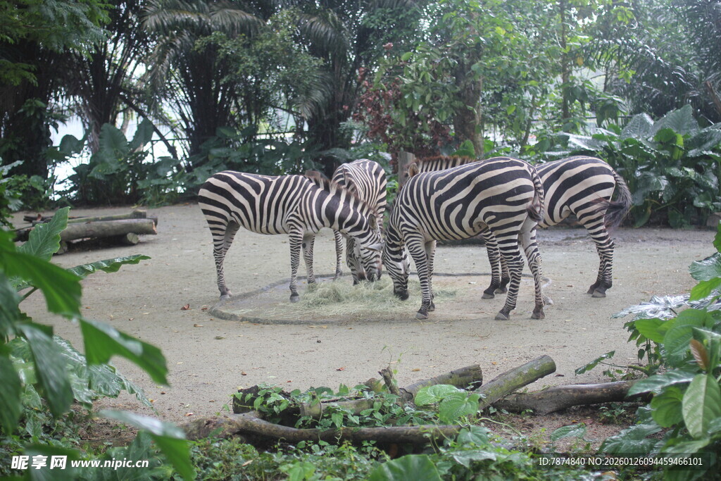动物园中聚集的几只斑马