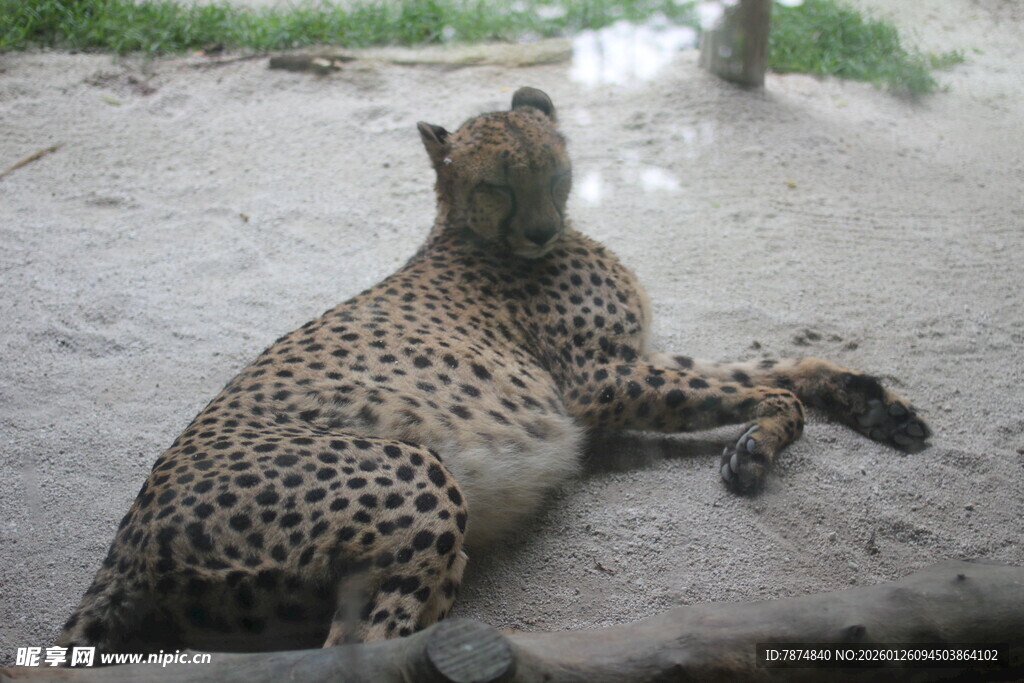 趴在地上的花豹