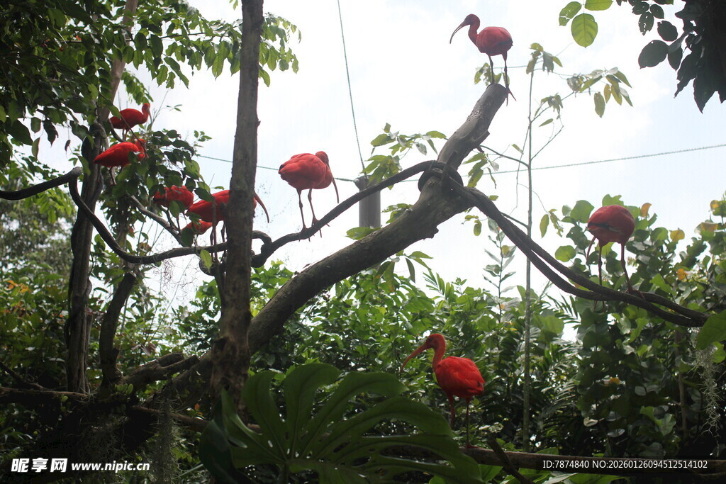 枝头绽放的鲜艳红色花朵