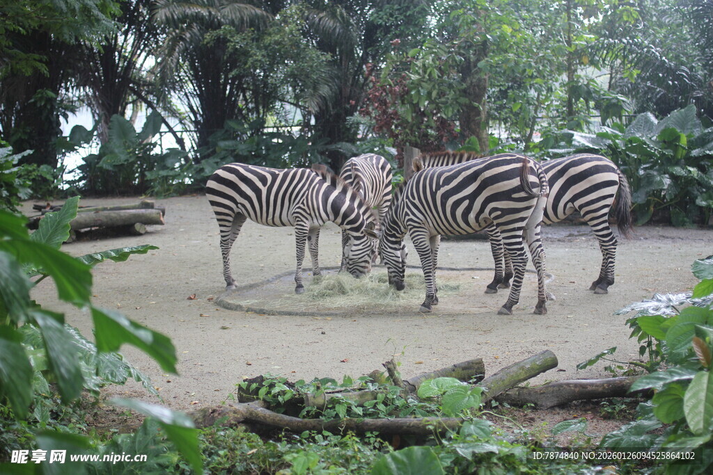 动物园中聚集的几只斑马