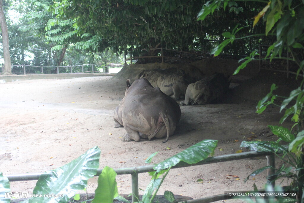 动物园中的悠闲犀牛