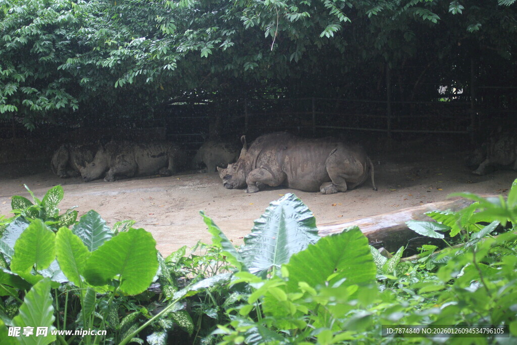 丛林中的隐蔽场景