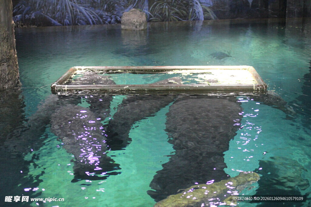 水中的金属框架与黑色物体