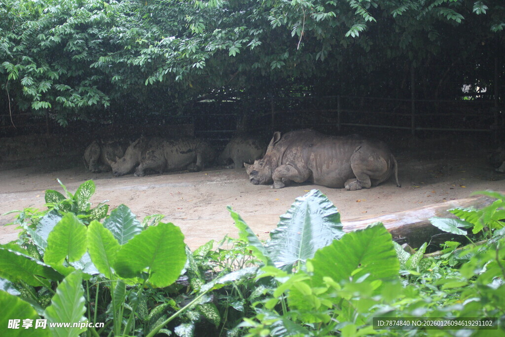 草丛中的休憩犀牛