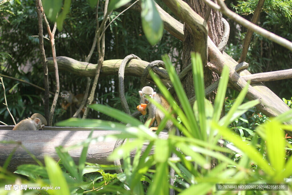 丛林中的鸟儿与繁茂枝叶