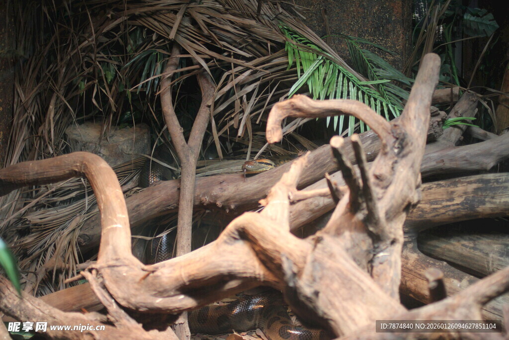 盘绕交错的奇特树根