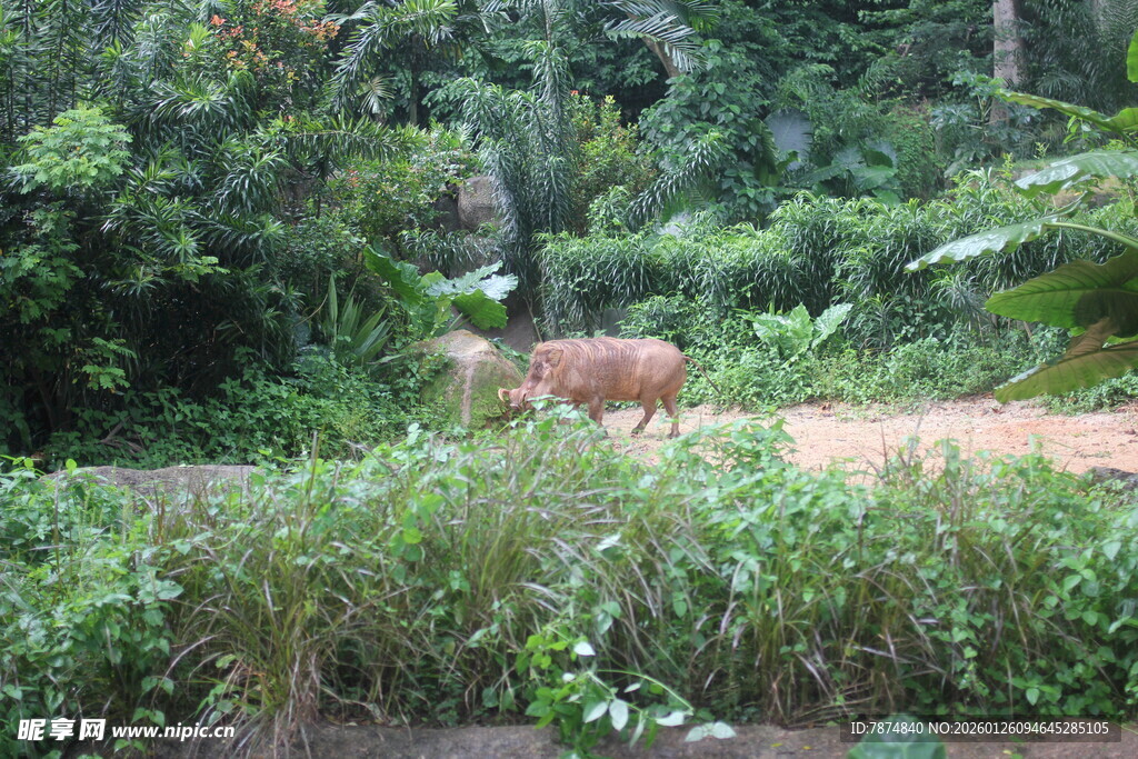 森林中的野生动物
